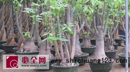 发财树修剪方法有哪些? 发财树修剪方法有哪些?