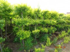 河南苗木基地，苗圃直销，河南苗木基地销售-河南苗圃基地图1