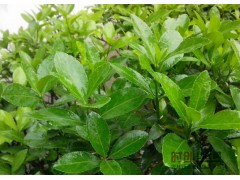 河南冬青\河南冬青价格\河南冬青基地图1