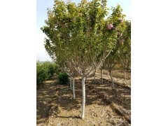 樱花，山东樱花，莱芜樱花，樱花树栽培基地图2