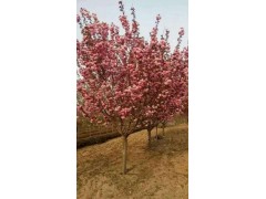 樱花，山东樱花，莱芜樱花，樱花树栽培基地图1
