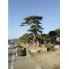 景观松