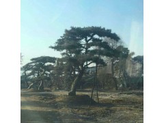 山东造型景观松，山东莱芜景观松，山东景观松造型图1