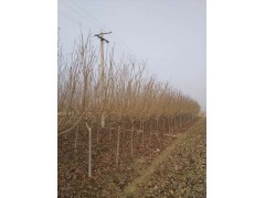 黄栌-黄栌价格_黄栌信息_黄栌介绍_黄栌求购图1