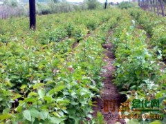 辽宁紫丁香供应_辽宁紫丁香求购_辽宁紫丁香报价图1