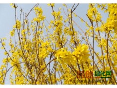 华北连翘和东北连翘有什么区别?图2