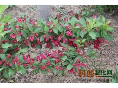 万亩红王子锦带价格低，红王子锦带基地，批发红王子锦带图3
