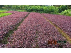 红花继木球|浙江红花继木球价格，萧山红花继木球基地图1