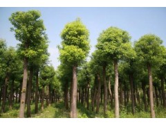 上海香樟树_上海香樟树价格_上海香樟基地图1