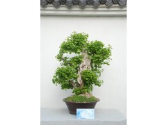 银杏盆景_银杏树盆景_银杏盆景图片_银杏盆景的养护图1
