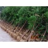 2016红豆杉供应，提供各种规格优质红豆杉－红豆杉基地