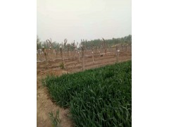 黄金槐哪家好？山东黄金槐树小苗种植基地图1
