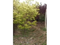 黄金槐哪家好？山东黄金槐树小苗种植基地图2