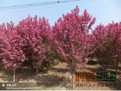 王族海棠2-3cm价格，东北王族海棠基地，王族海棠批发图1
