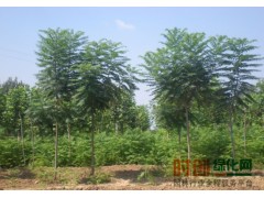 吉林火炬树基地，火炬树价格，规格齐全1-12公分火炬树图1