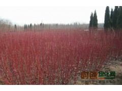 红瑞木大量出售，苗圃红瑞木基地，红瑞木如何养护图1