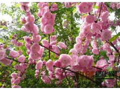 榆叶梅!榆叶梅大量供应，榆叶梅质量上乘图1