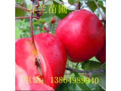 大樱桃苗，各种桃苗。临沂春兰苗圃图2