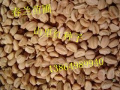 大樱桃苗，各种桃苗。临沂春兰苗圃图3