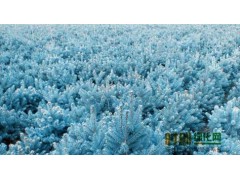 美国蓝杉|科罗拉多蓝杉|蓝杉种子|蓝杉小苗-蓝杉价格图1