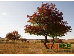 五角枫价格，大量出售移栽五角枫－丛生五角枫图1
