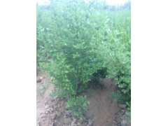 小叶女贞-小叶女贞价格_小叶女贞介绍_小叶女贞基地图1
