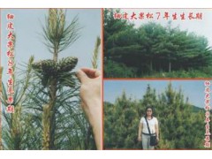 大果松苗木，像菠萝一样的松果树批发图1
