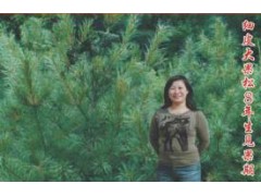大果松苗木，像菠萝一样的松果树批发图2