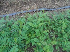 花楸,花楸苗,百花花楸苗,百花花楸树苗,大伟苗圃图1