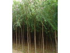 白榆，白榆价格，白榆信息，白榆基地，东北白榆图2