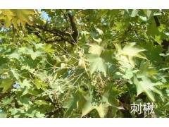 刺楸图1