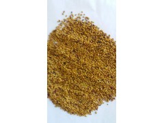 供应大量的紫花苜蓿种子图1