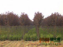 基地直销，价格优惠!紫叶稠李常年低价销售图1