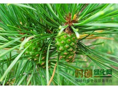 樟子松30000株高2米-3.5米，瑞圃农林牧专业合作社图1