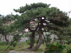 黑松1000株高2.5米，瑞圃农林牧专业合作社图1