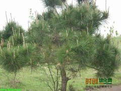 黑松1000株高2.5米，瑞圃农林牧专业合作社图2