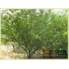 榆叶梅15000株5分枝，高1.5米，榆叶梅基地