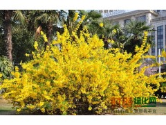 连翘10000株（5分枝，高1.2米），连翘基地图2