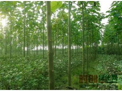 河南泡桐批发，河南泡桐价格，泡桐基地，泡桐图2