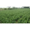 各种规格的大叶黄杨绿篱苗P20-30cm H50-70cm