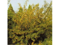 茶条槭价格,茶条槭苗木基地图1