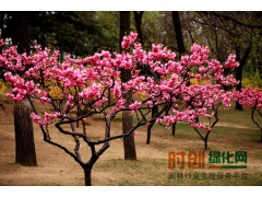 榆叶梅6千棵苗圃直销，量大货好，现场看苗起货，诚信报价图1