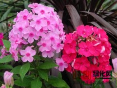 宿根福禄考图2