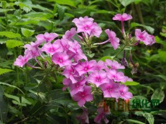宿根福禄考图3