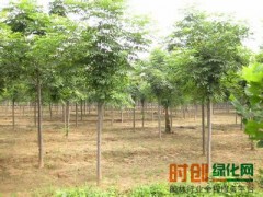 米径3公分-8公分南栾，洛阳鑫源苗木图2