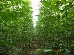 50万棵北栾苗，洛阳鑫源苗木图2