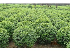 大叶女贞价格,大叶女贞,价格低,成活率高图2