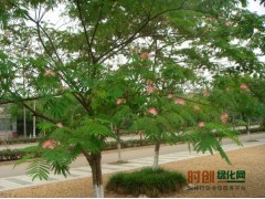 合欢树苗价格，采购树苗，树苗成活率高!图1