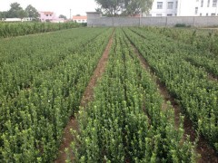 大叶黄杨，大叶黄杨种植规模大，质优价廉图2