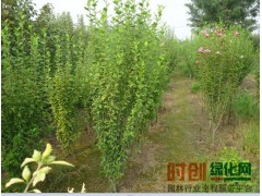 2016春季木槿价格报价，河南木槿价格，木槿价格图1